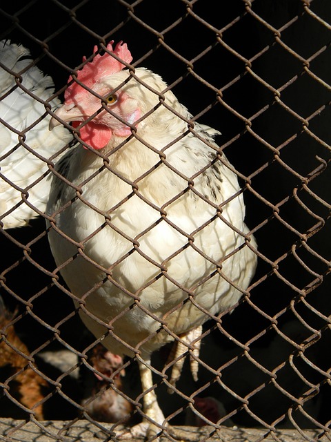 经典案例分 经典案例分